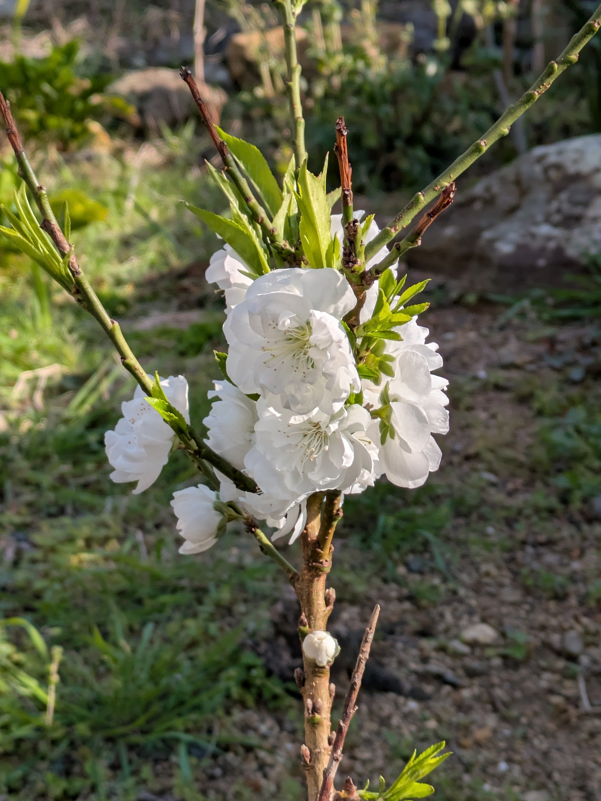 image463